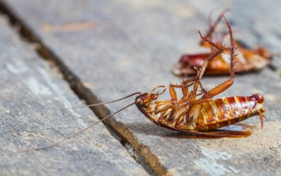 How to Kill Cockroaches Permanently – Tips & Traps