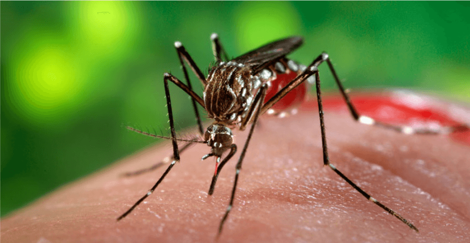 zika virus - symptoms , treatment , prevention