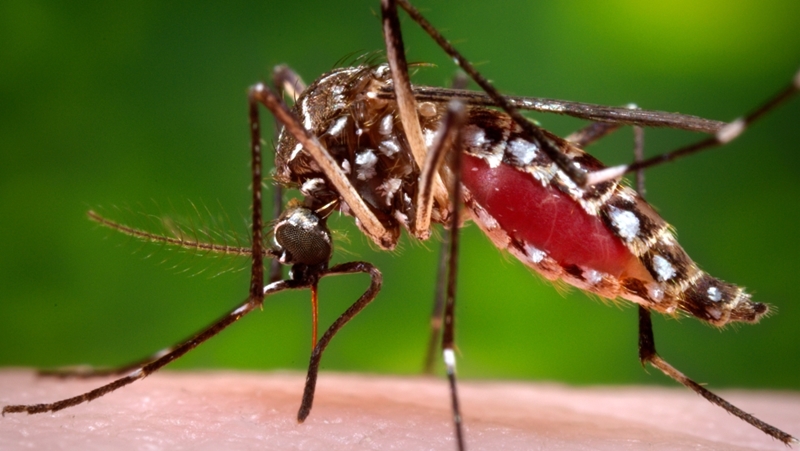 zika virus - symptoms , treatment , prevention